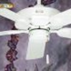 Ceiling Fans